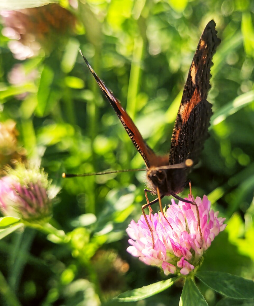 „Ulotne piękno” „Ulotne piękno”