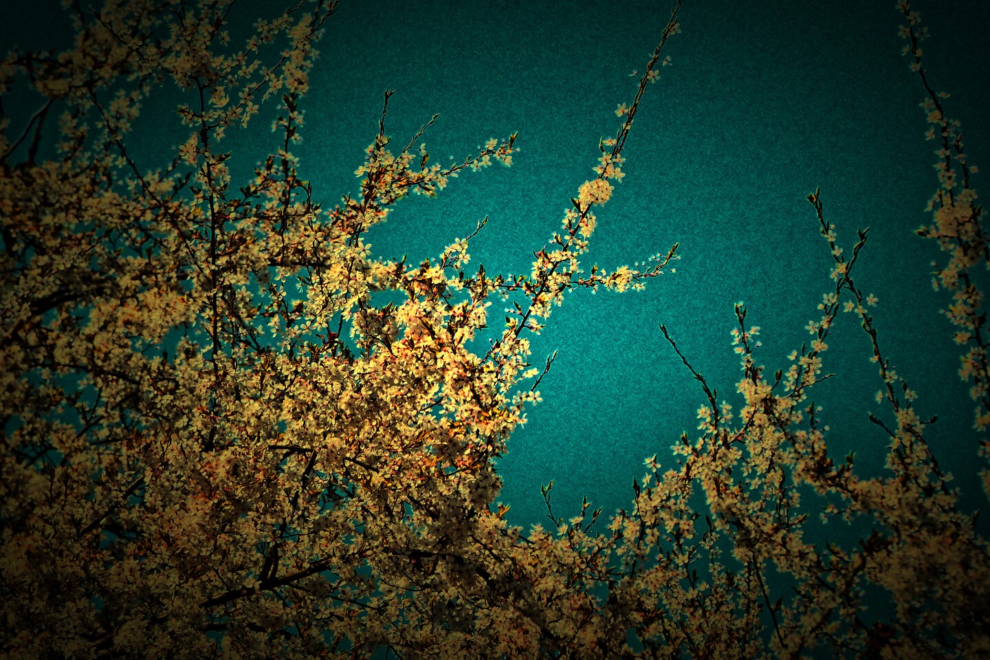 zieleń miejska elbląska