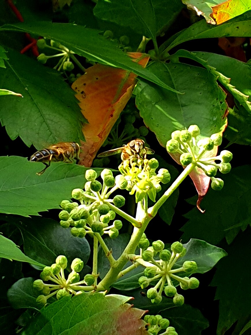 Pierwsze dni elbląskiej jesieni