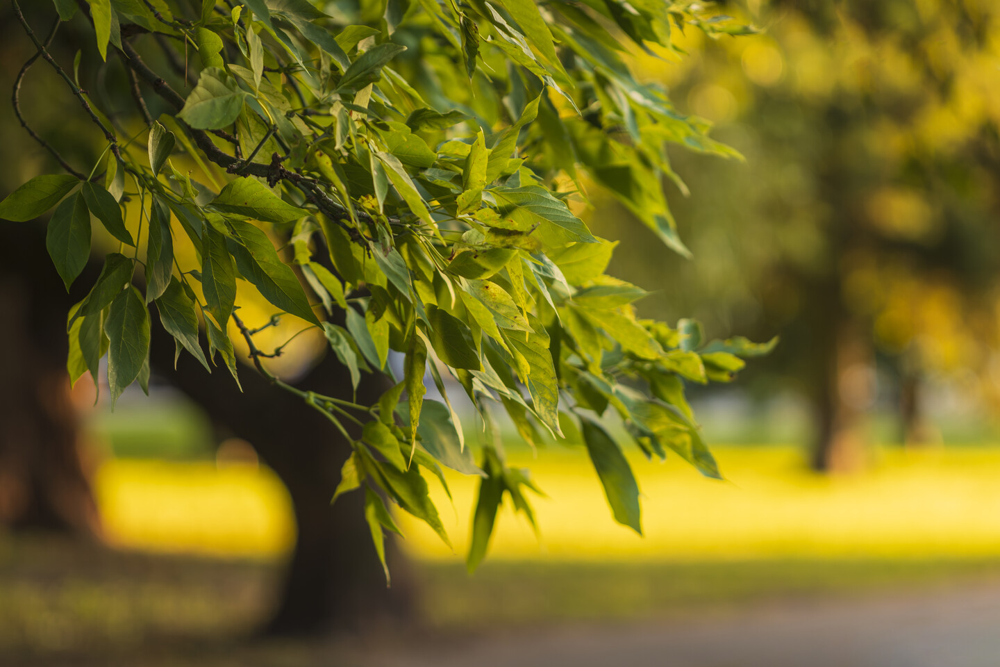 Kolorami jesień się zaczyna