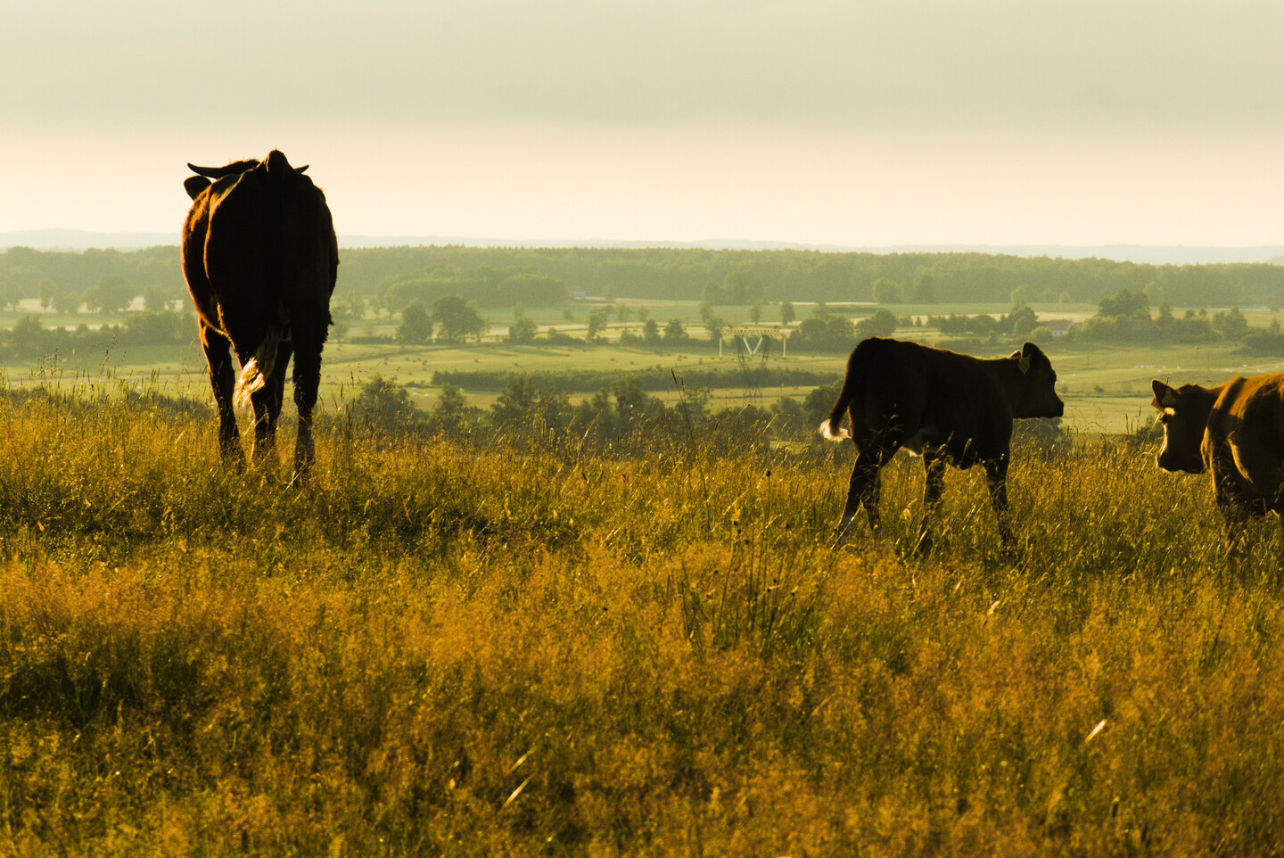 "Pochwalone niech będą krowy i słońce, co im rogi złoci "