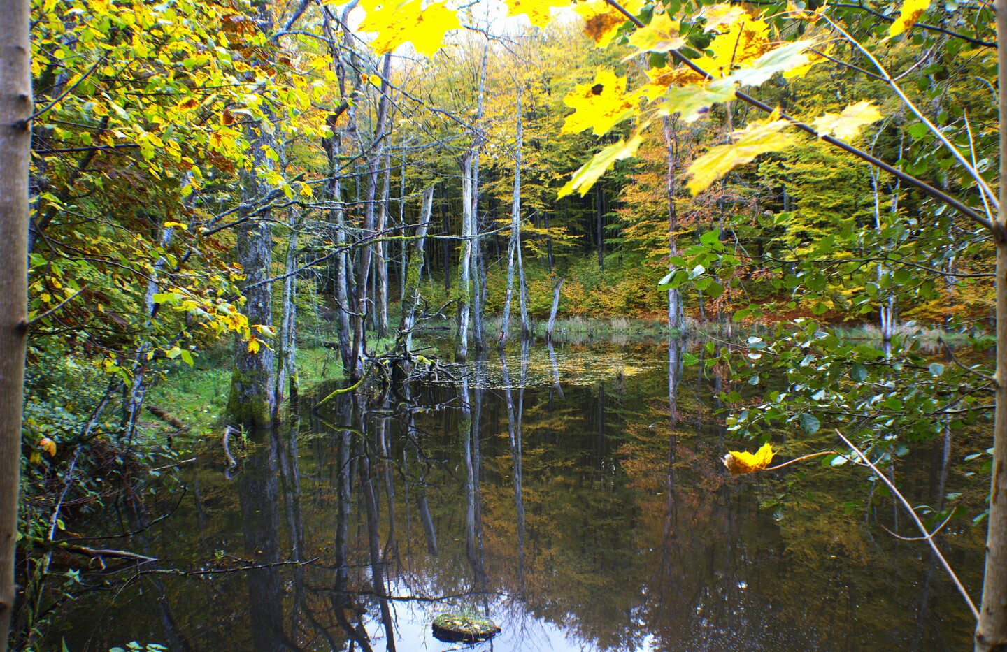 Leśne zwierciadło.