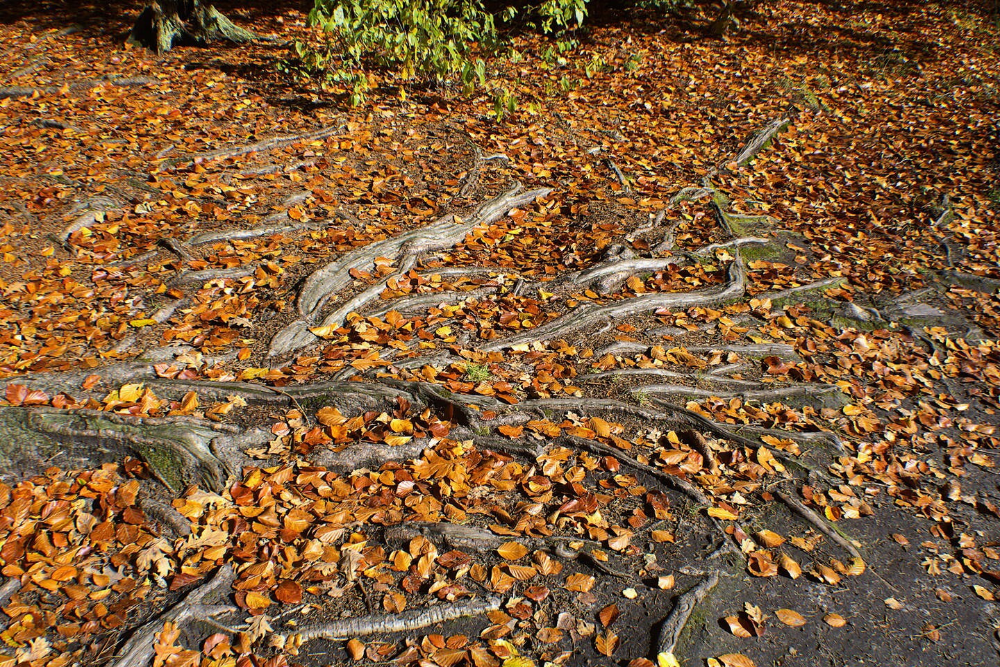 Fundamenty natury. (Październik 2025)