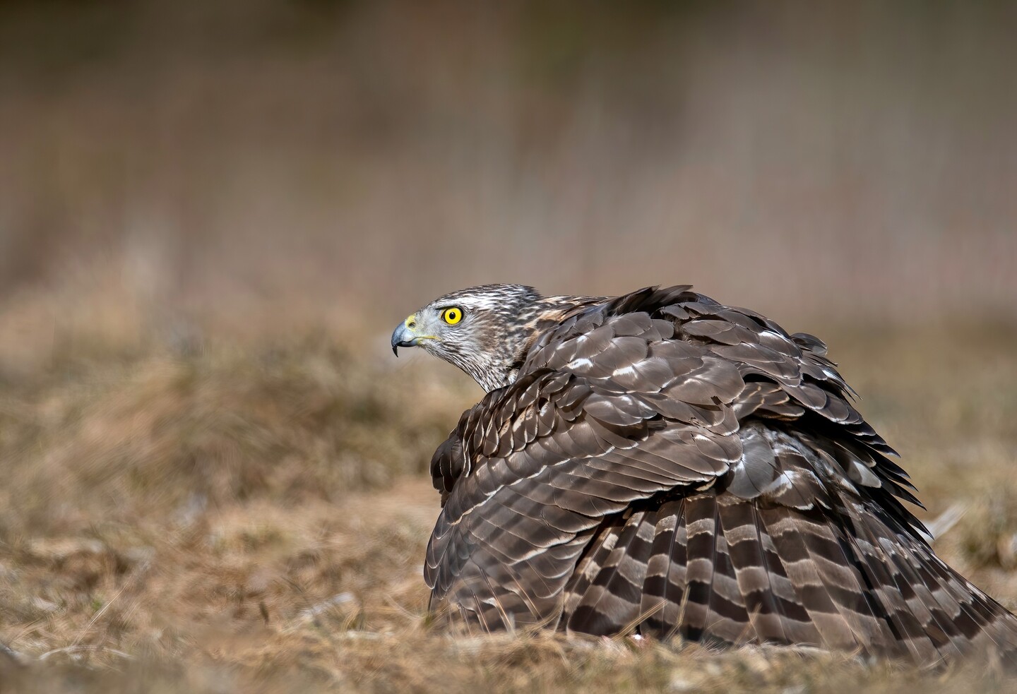 Jastrząb (Listopad 2025)