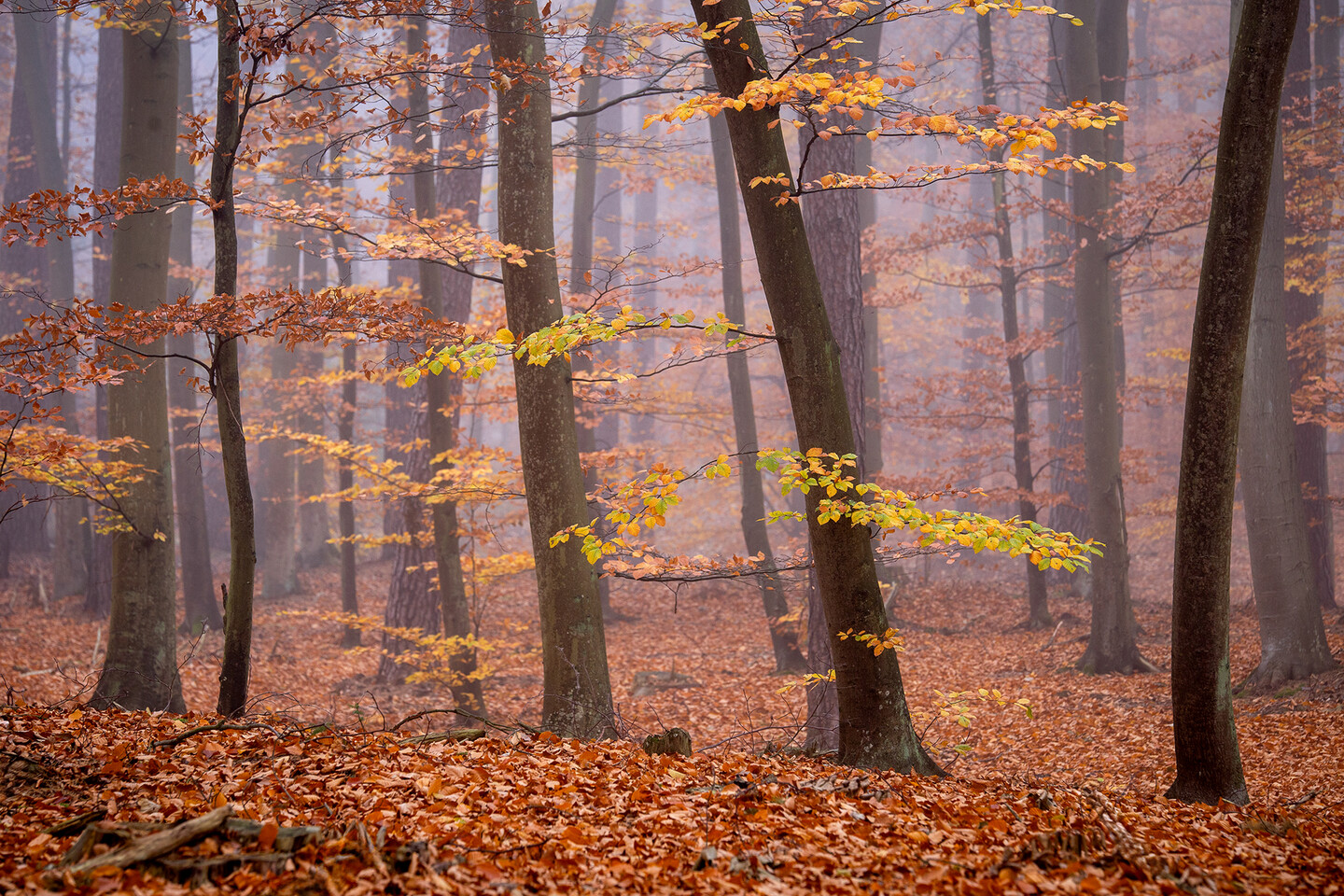 Jesień (Listopad 2025)