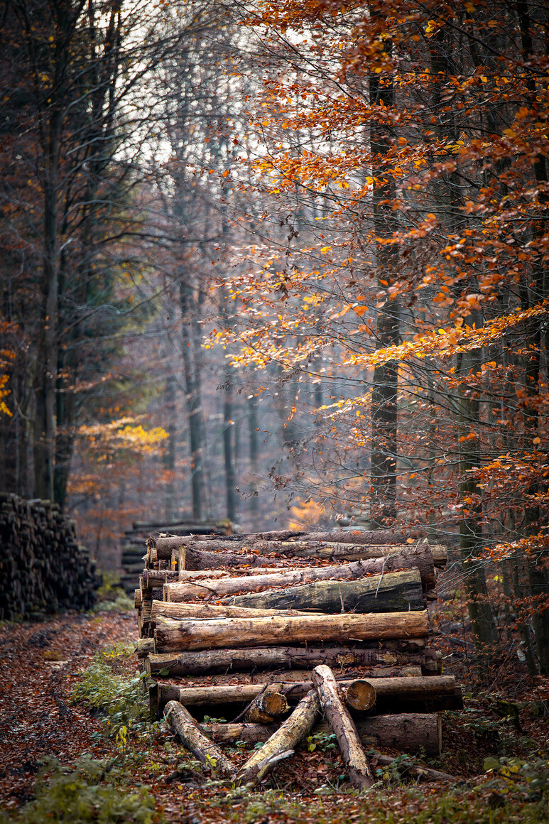 Listopad (Listopad 2025)