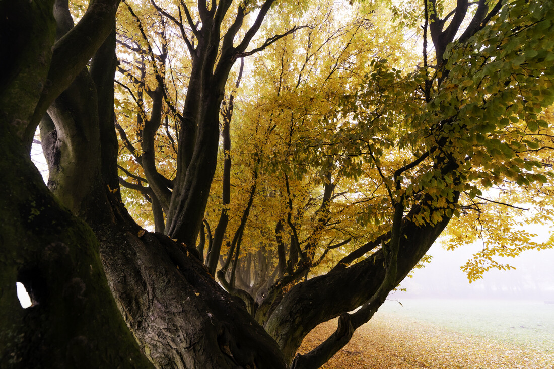 w ciszy drzew (Listopad 2025)