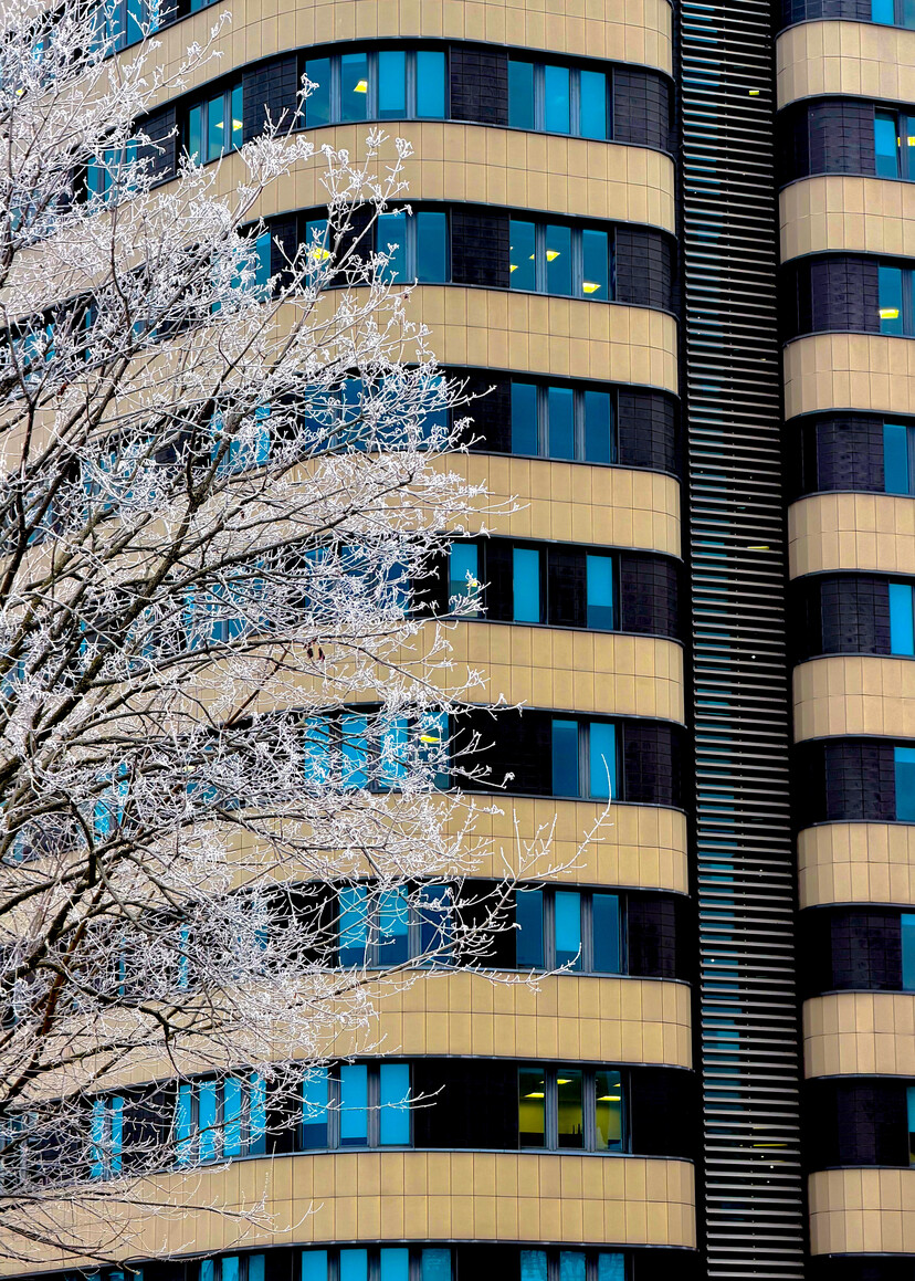 Zimowe liście (Styczeń 2026)