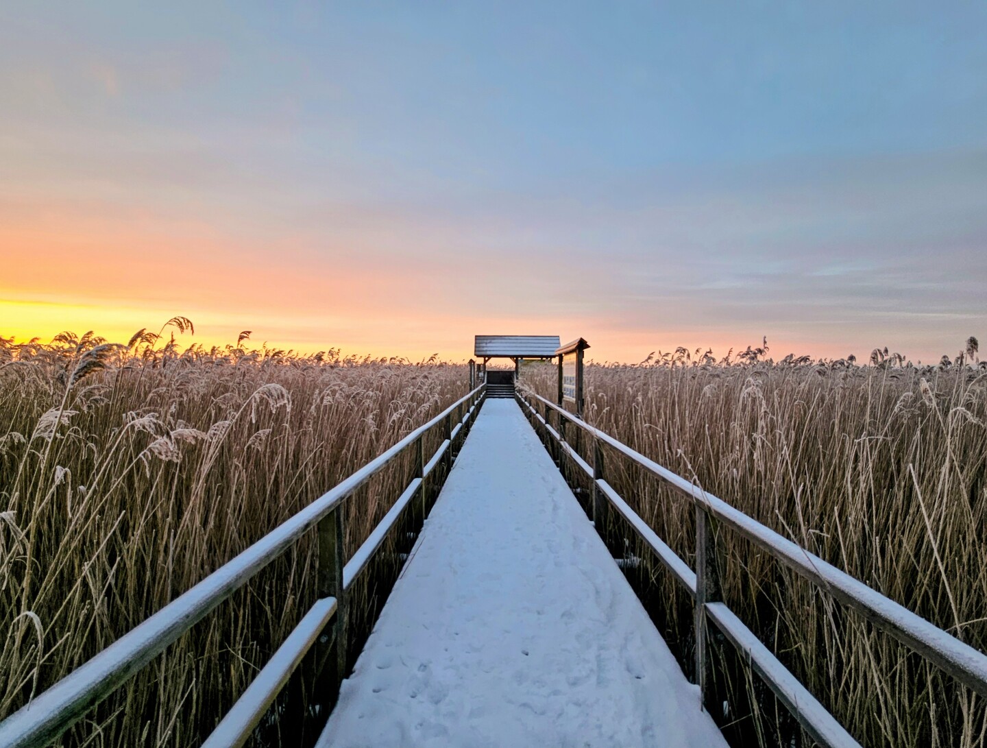 Zimowy Ptasi Raj (Styczeń 2026)