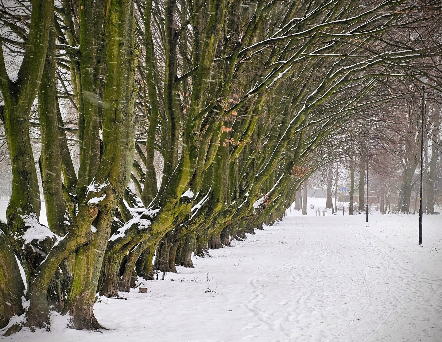 Zimowy park (Styczeń 2026)