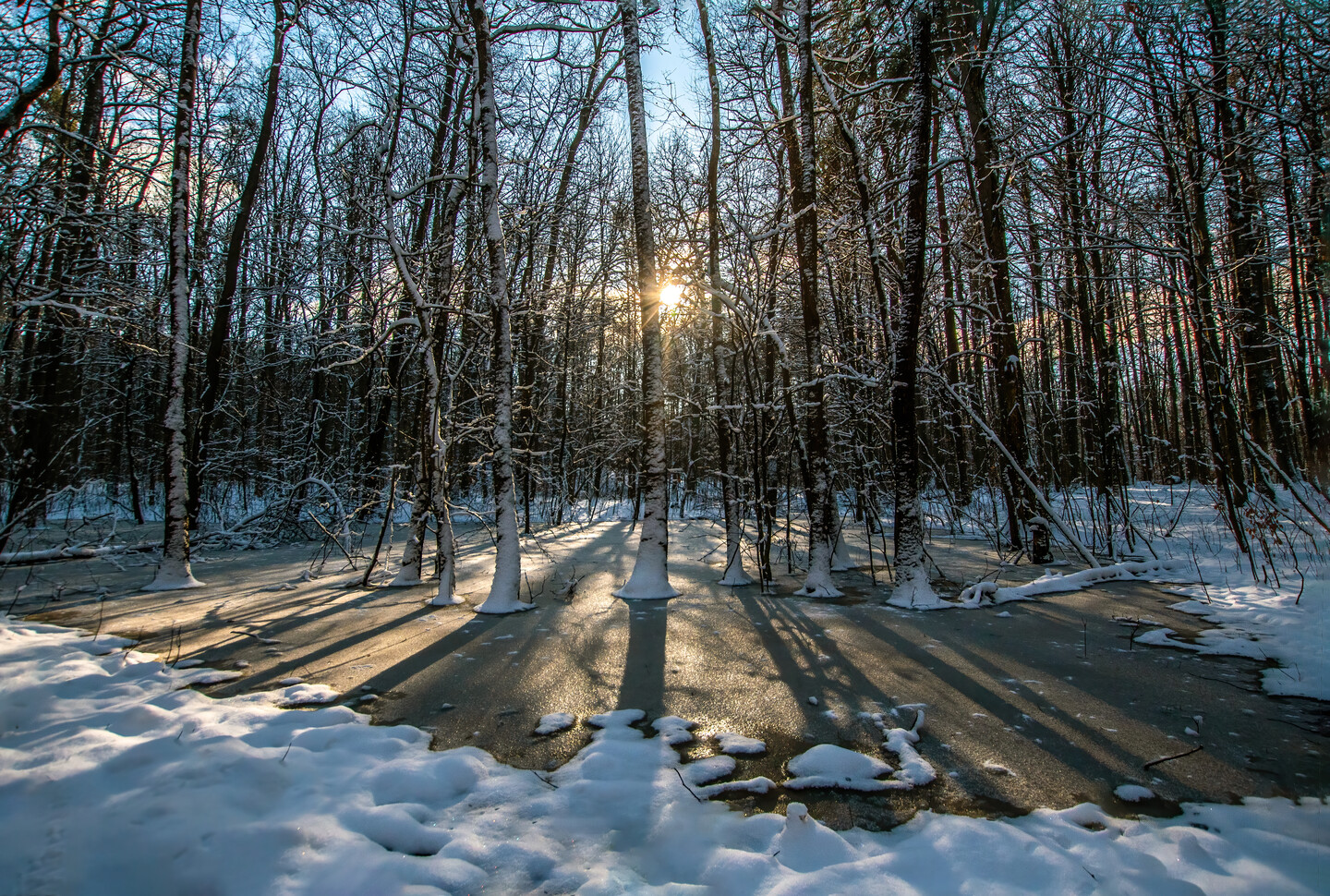 Magiczny las (Luty 2026)