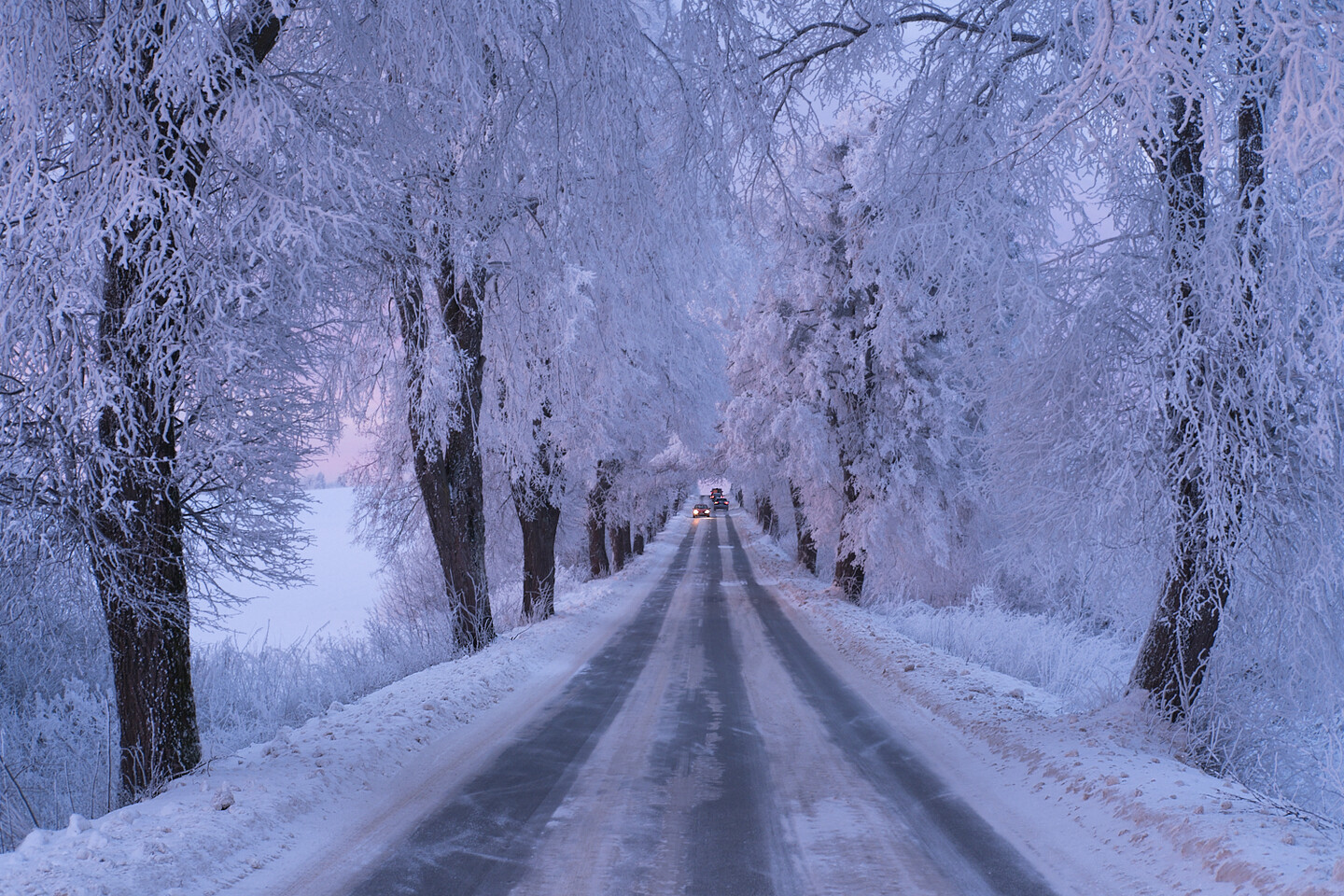 Różem w śniegu malowane