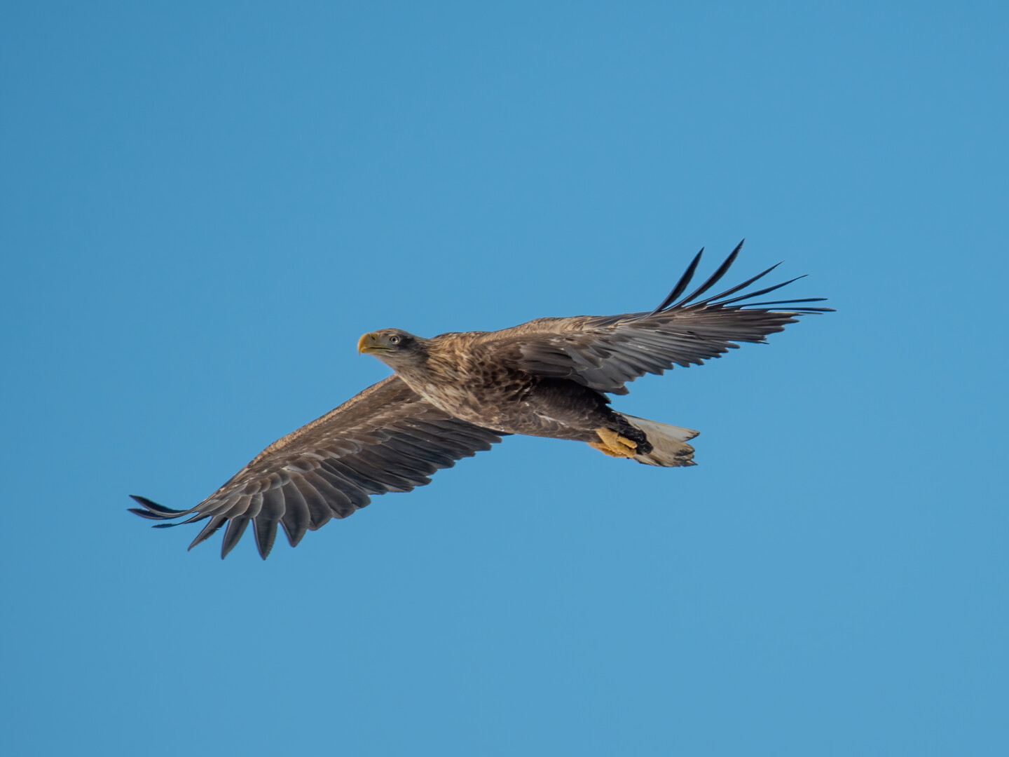 Bielik (Haliaeetus albicilla) (Luty 2026)