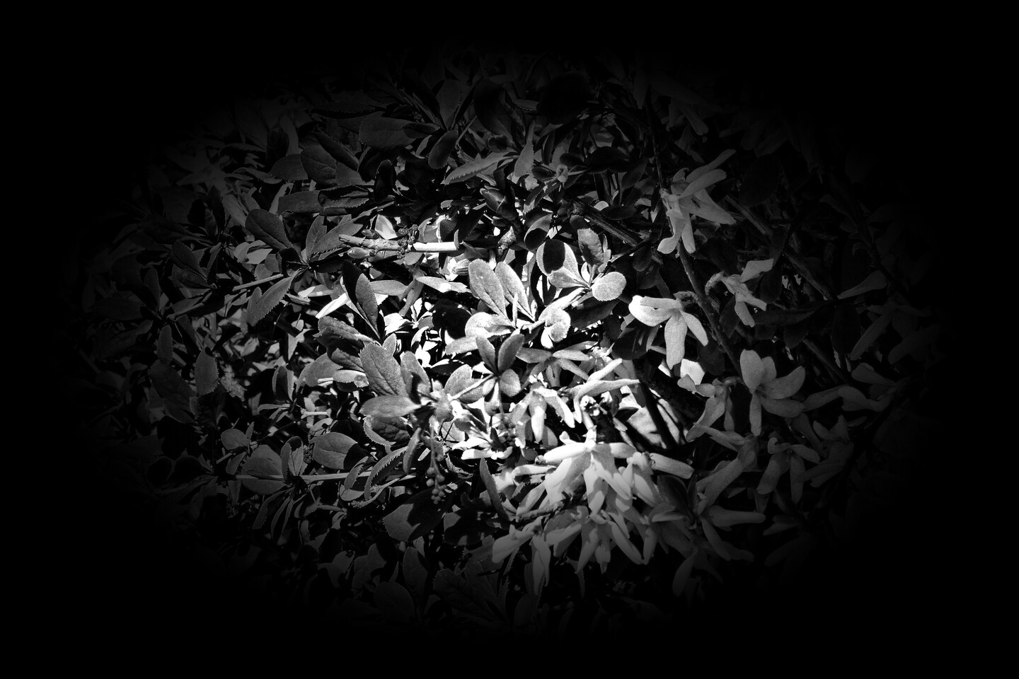 Henryka Sienkiewicza