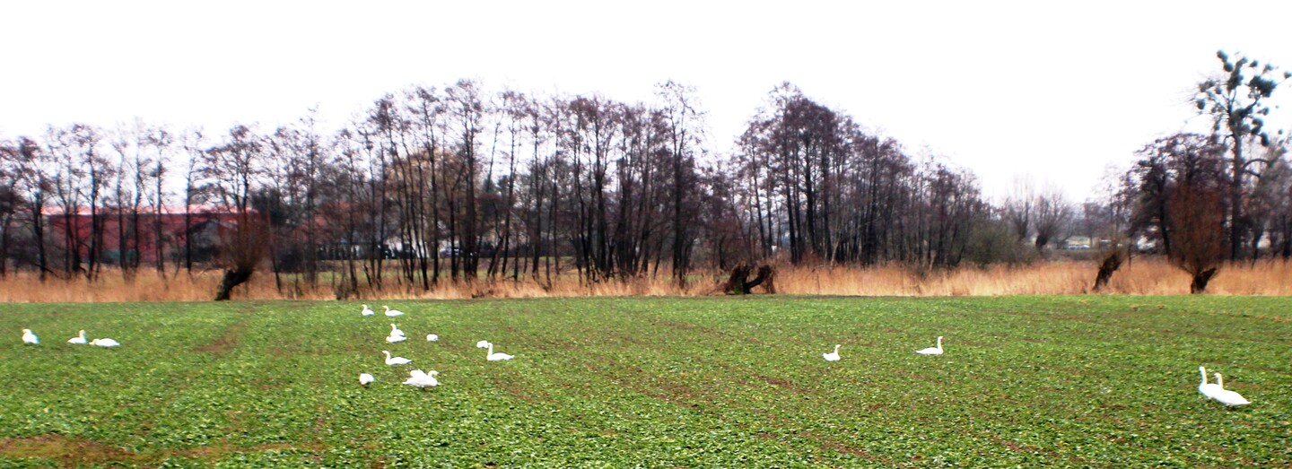 Łabędzie na wypasie.