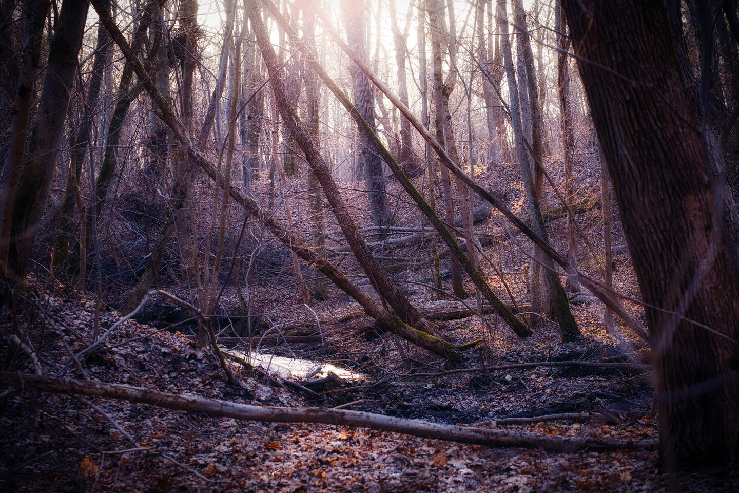 Przedwiośnie w Bażantarni (Marzec 2026)