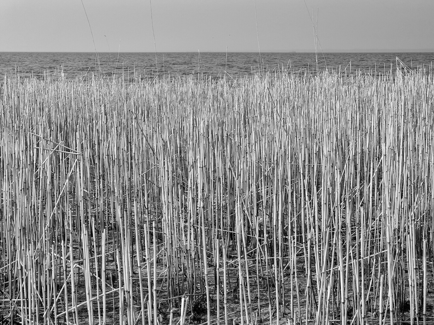 Las trzcinowy (Marzec 2026)