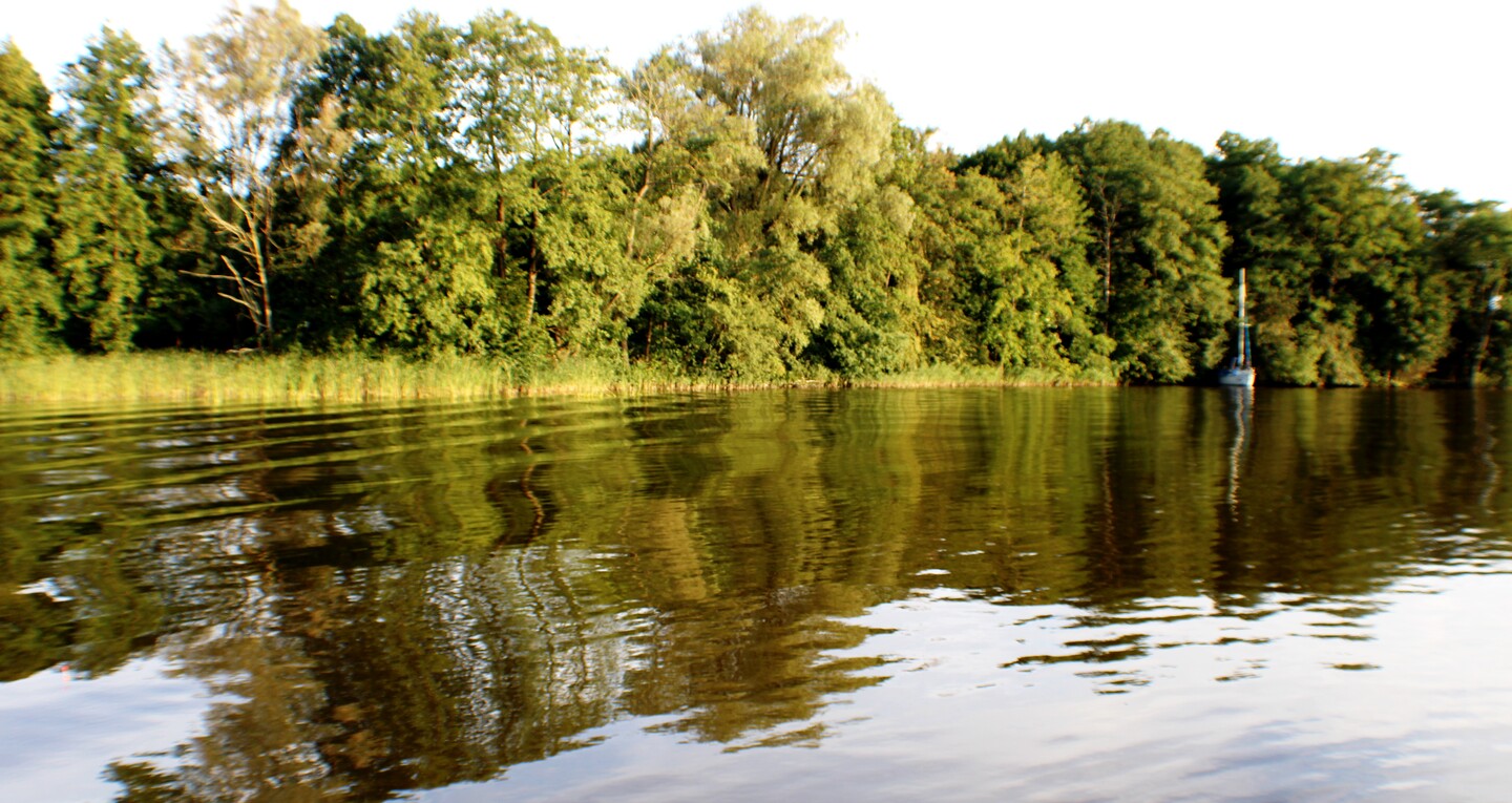 Refleksy