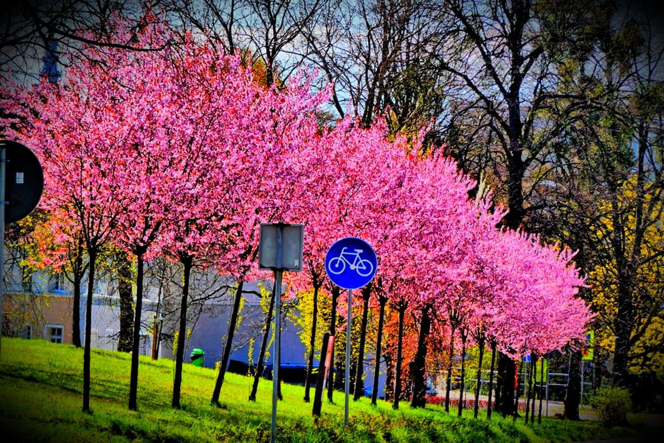 Elbląg