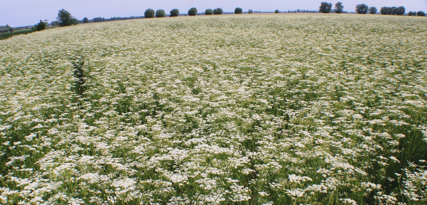 Biały dywan.
