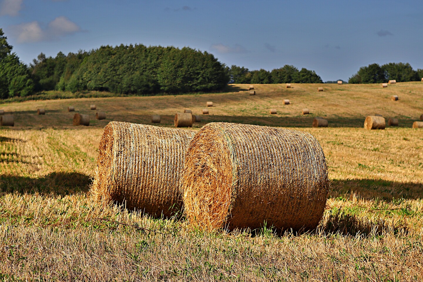 "Krajobraz po żniwach"