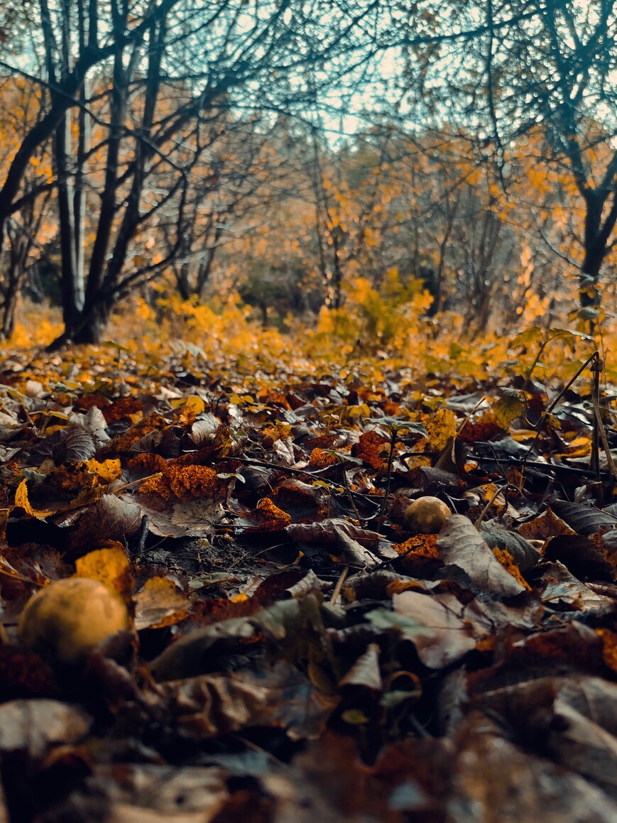 Tam gdzie jesień skrywa tajemnice..