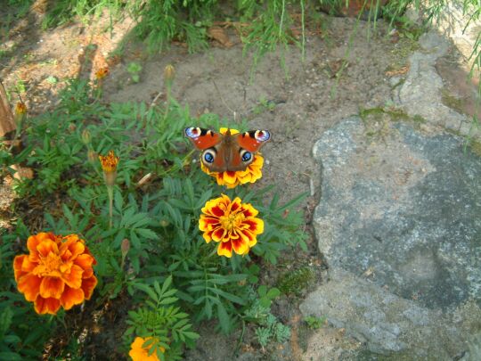  Motyl
