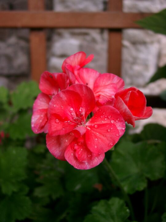  
Sierpniowy kolor pelargonii