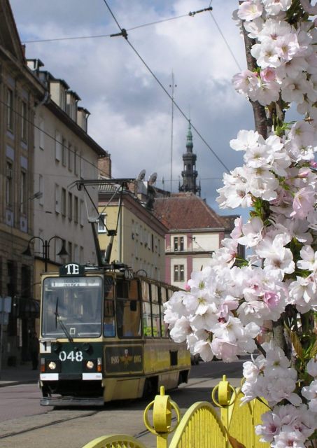 Majowe kwiaty
Zdjęcie nagrodzone w konkursie majowym (Maj 2005)