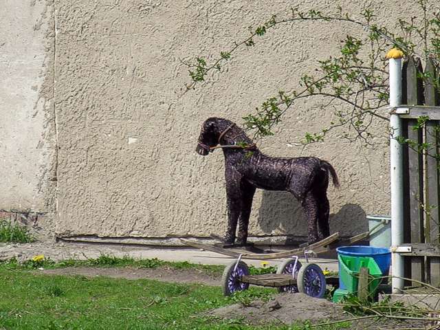 Konik (Sierpień 2005)