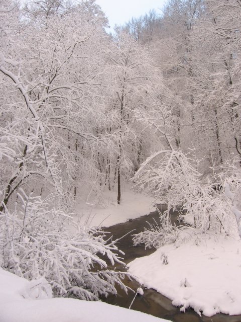 Bażantarnia zimą (Grudzień 2005)