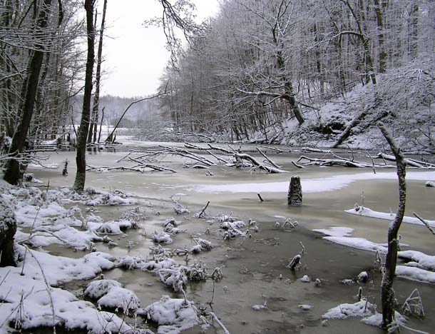 Zimowa Goplanica (Grudzień 2005)