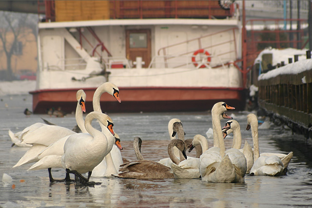 Elbląskie łabędzie (Luty 2006)