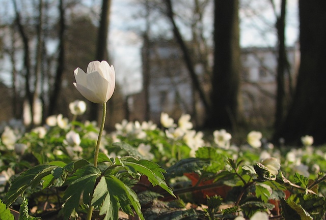 Wiosna w Bażantarni. (Kwiecień 2006)