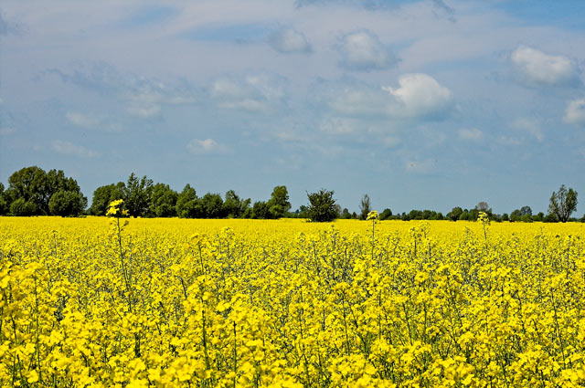  
Słońce na Ziemi