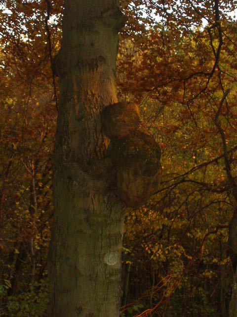 Miś koala w Bażantarni na drzewie (Październik 2002)