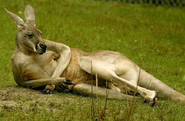  
Pan Kangur  (ZOO w Gdańsku)