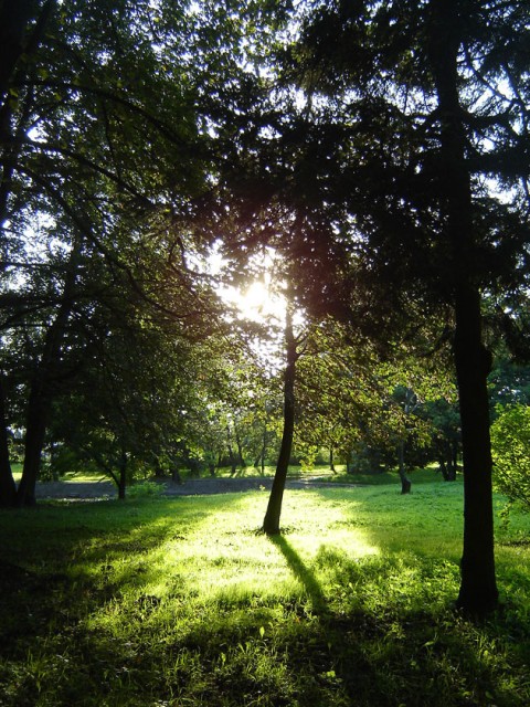 Park Modrzewia.