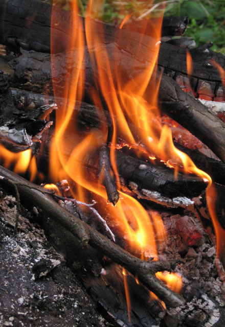 Płonie ognisko w lesie...
Bażantarnia
