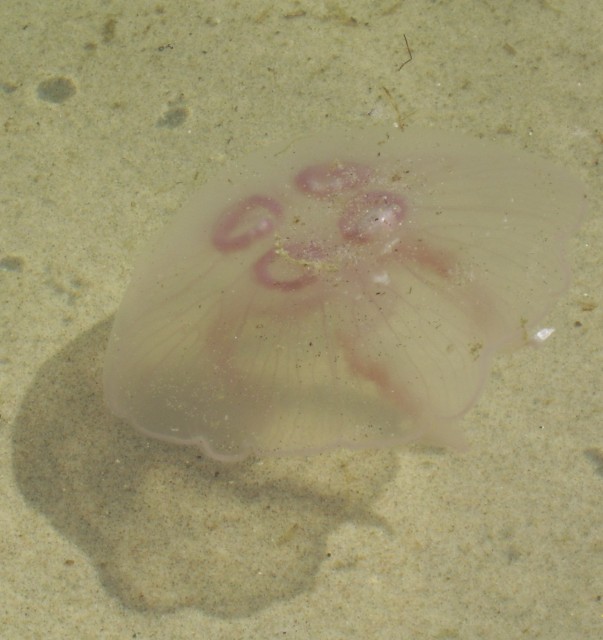 Meduza w Kątach Rybackich