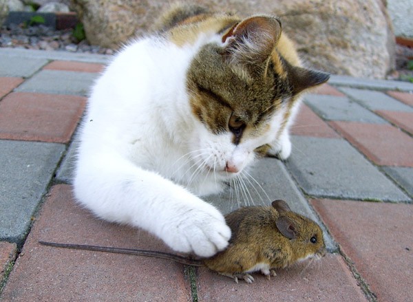 Zabawa w kotka i myszkę