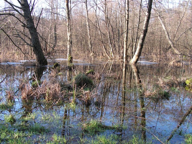 gdzieś na rozlewiskach (Luty 2007)