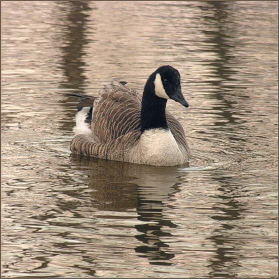 Bernikla kanadyjska na rzece Elbląg.
2007.02.10; 7.40; -6*C
