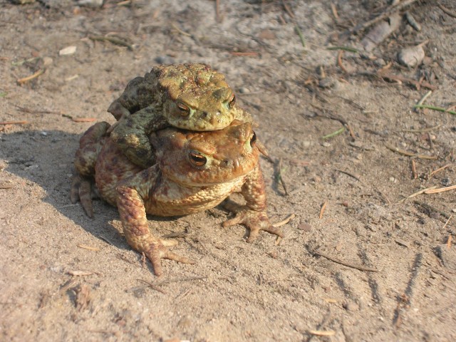  
Darmowa przejażdżka