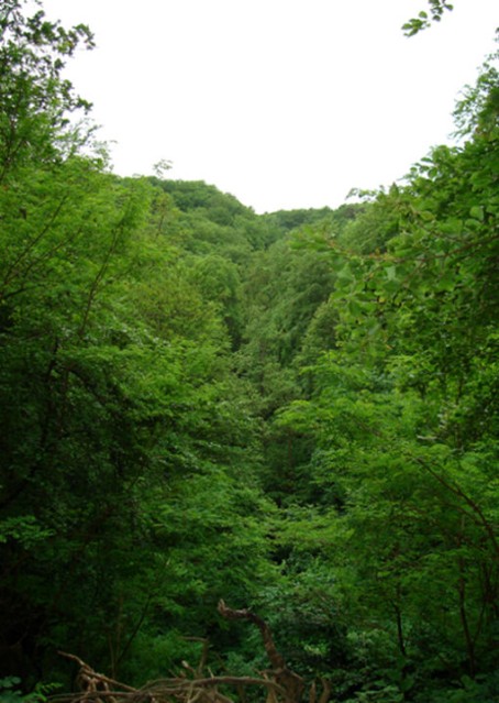 Prawie jak Dżungla Amazońska (Widok z zielonego szlaku w Bażantarni) (Czerwiec 2007)
