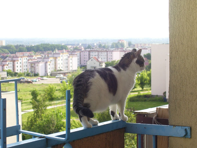 "Ciekawość..." 

Komentarz do zdjęcia: Zdjęcie przedstawia kotkę ciekawską świata...W tle jest widoczna PANORAMA ELBLĄGA