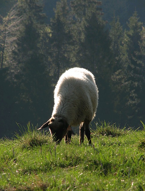 ...na niwach zielonych...        (Polana pod Wysoką, Małe Pieniny)