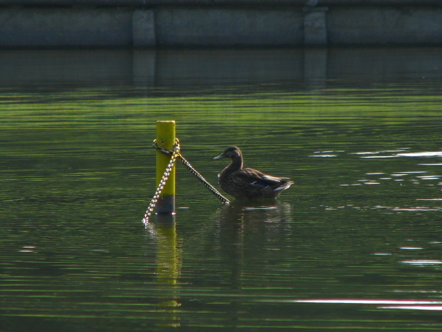 Kaczka na basenie miejskim (Sierpień 2007)