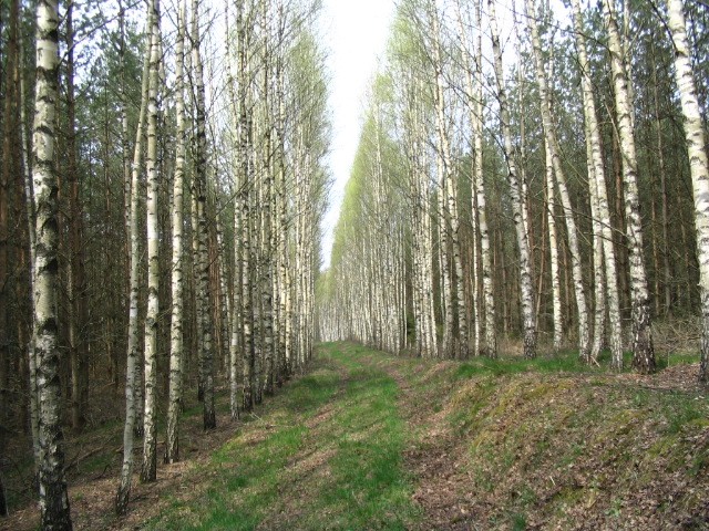 Aleja brzóz (Sierpień 2007)