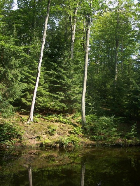 Nad rzeką...Jelenia Dolina 
